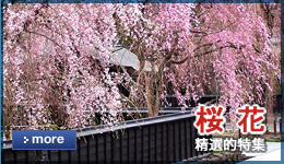 桜花